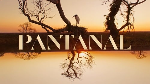 como reassistir a novela Pantanal 